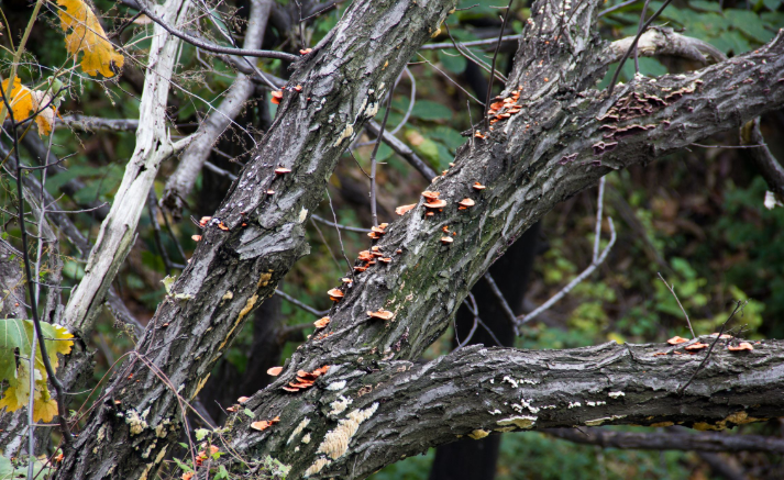 秦岭青华山|老栗树上长的是啥蘑菇?