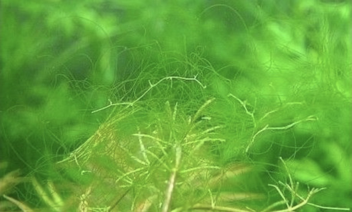 消灭丝藻的三个小方法,了解一下!