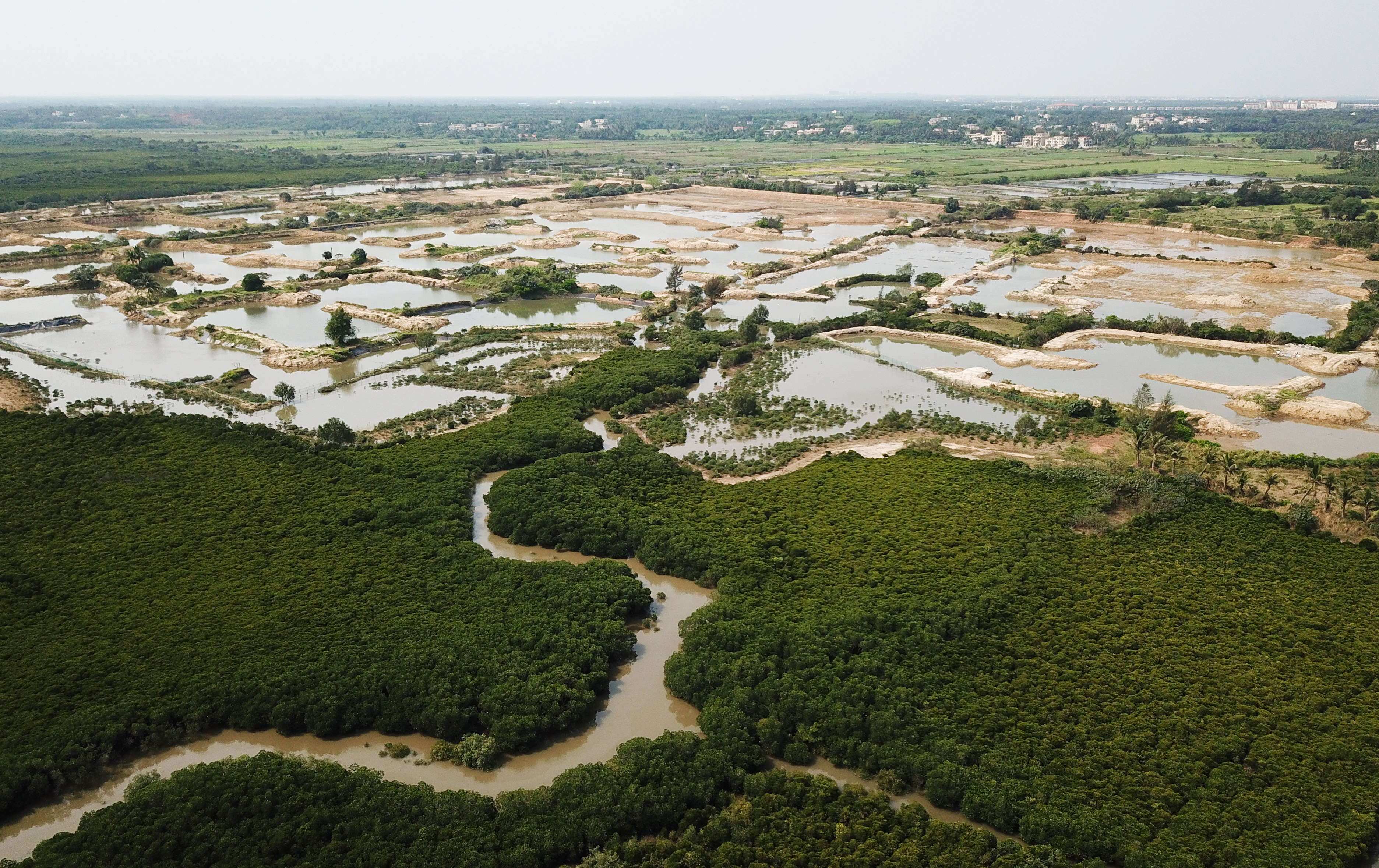 海南海口:东寨港湿地生态修复工程开工(1)