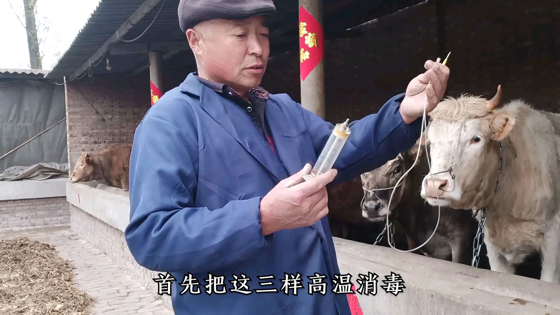 生病能自己弄就别用兽医成本太高,肉牛打针分两种,还要注意这个