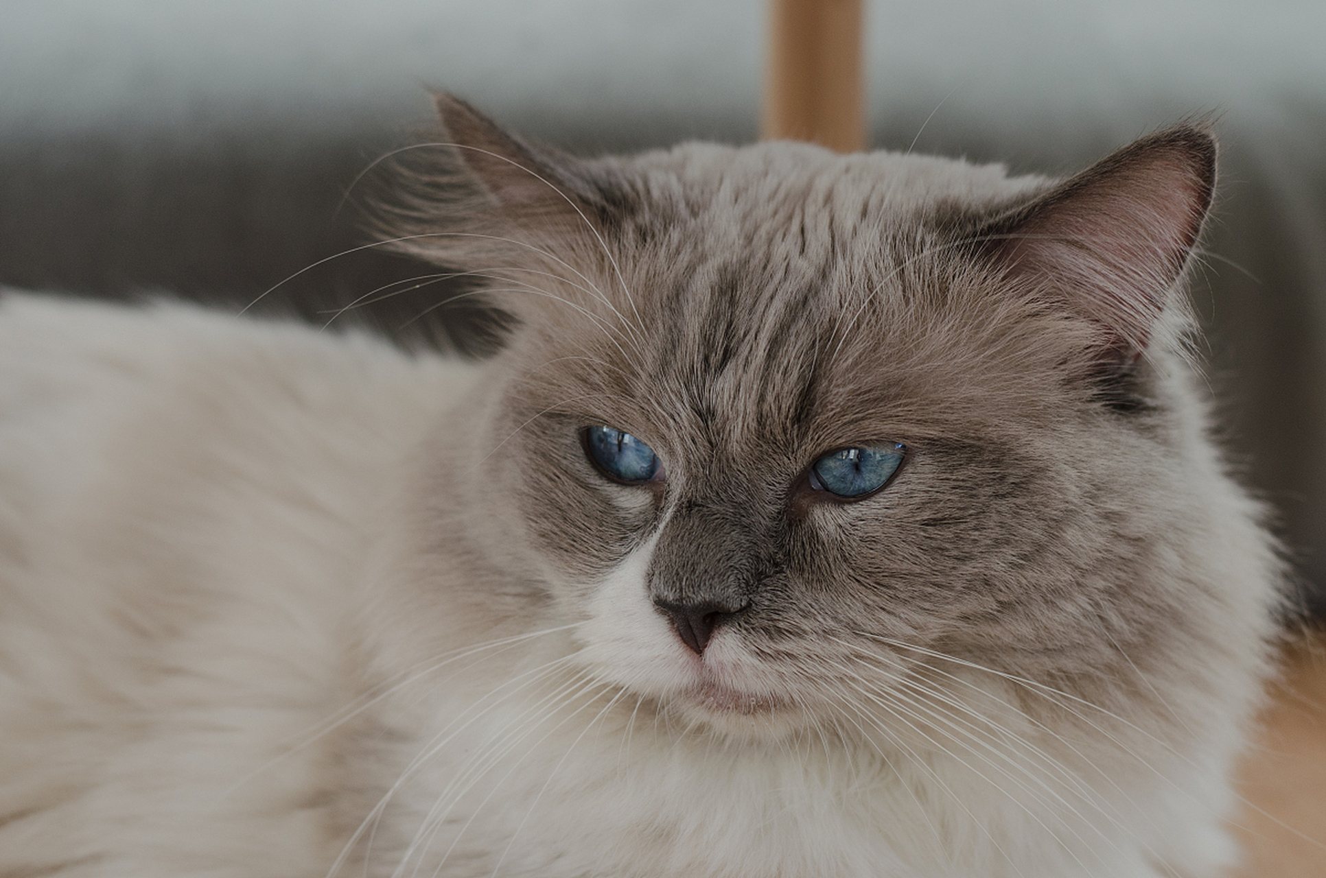 拉波卷毛猫在纯种猫中尤为罕见,它们不仅是美丽的