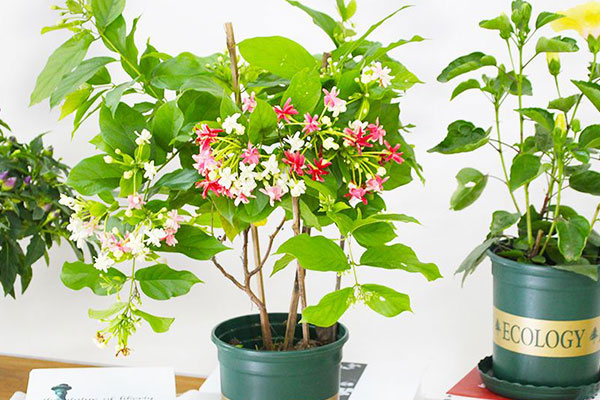 使君子只长叶子不长花?可能是这点做错了,调整好了花满枝头!