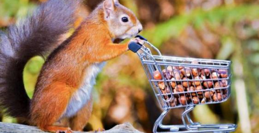 小松鼠推迷你购物车"扫货", 满载栗子可爱极了