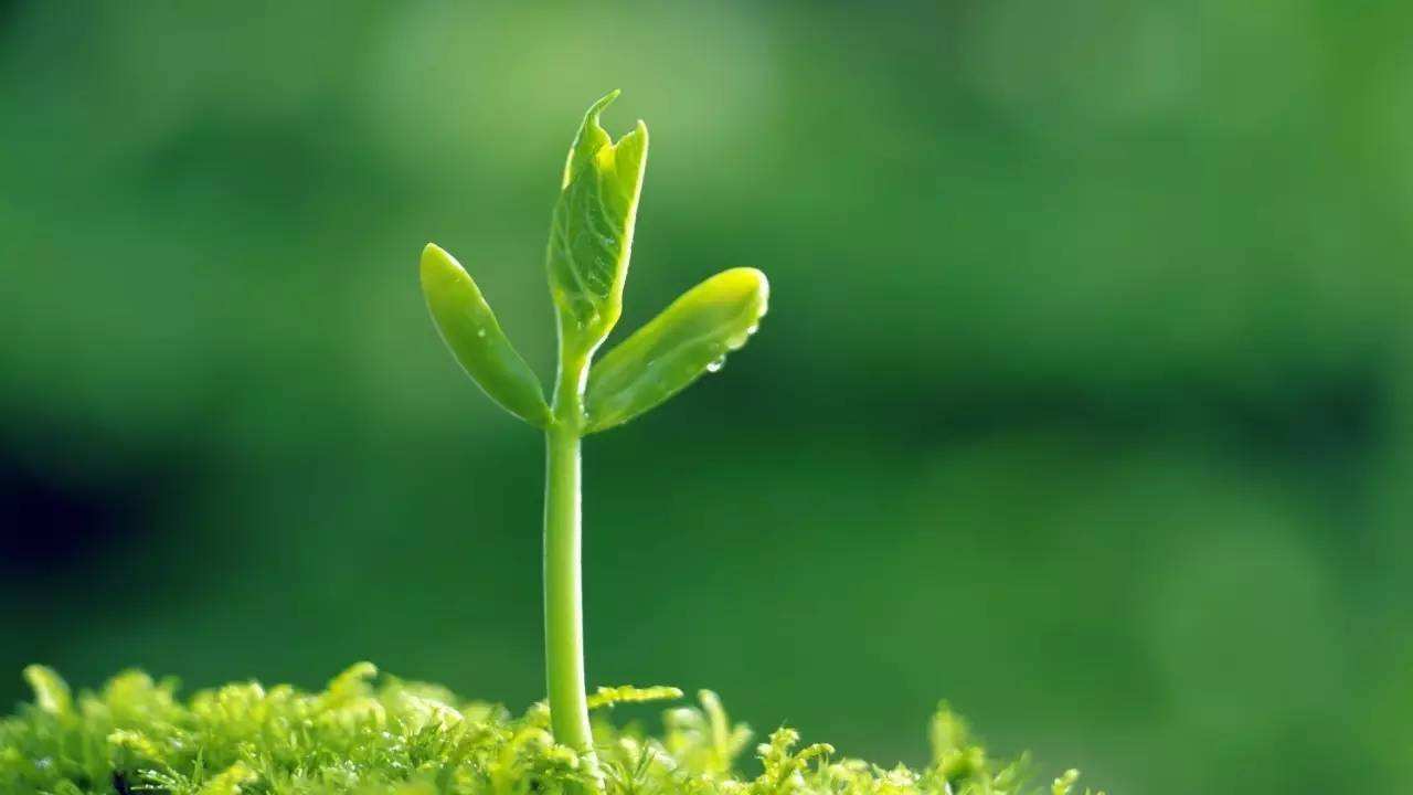 一首乐观多情的咏雪唐诗,滋润心灵充满希望,心烦时就读一读!
