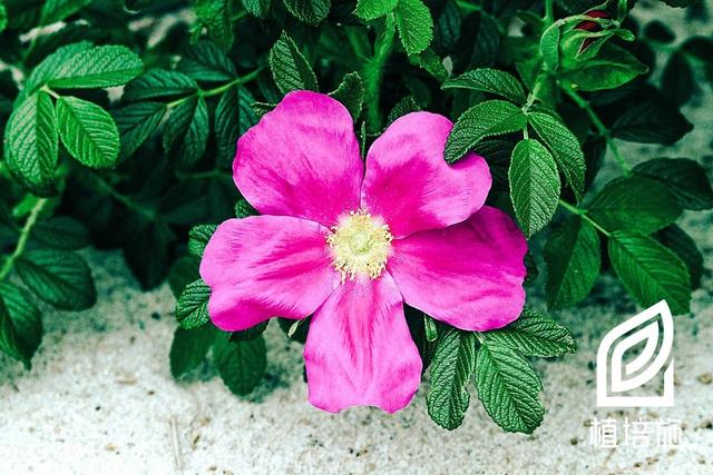 「植培施」玫瑰rosa rugosa 落叶灌木类栽培手册