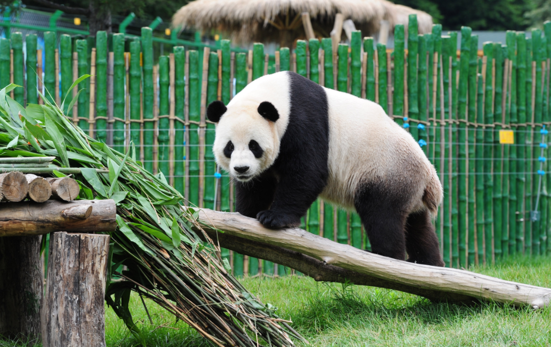 大熊猫喝水解渴被冲刷,心情不爽耍起功夫,网友:师傅受