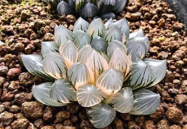 叶子透明容易爆盆,这么诱人的多肉玉露怎么养?一根"线"来帮忙