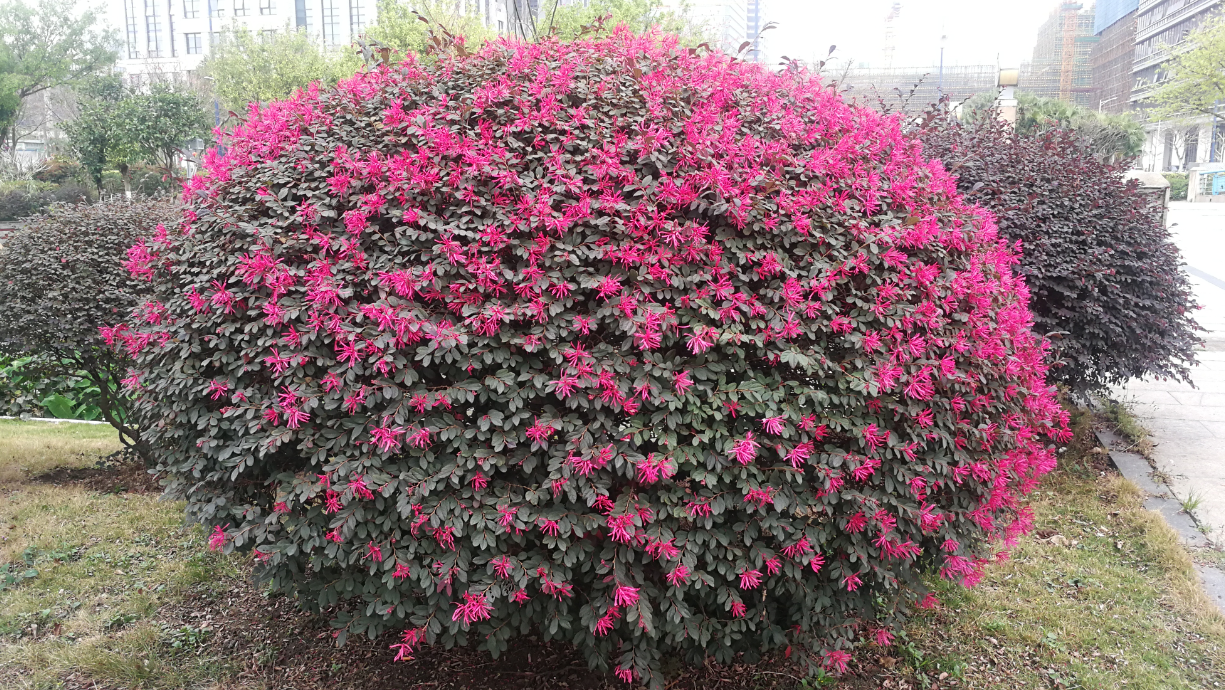 这是檵木的整株树.