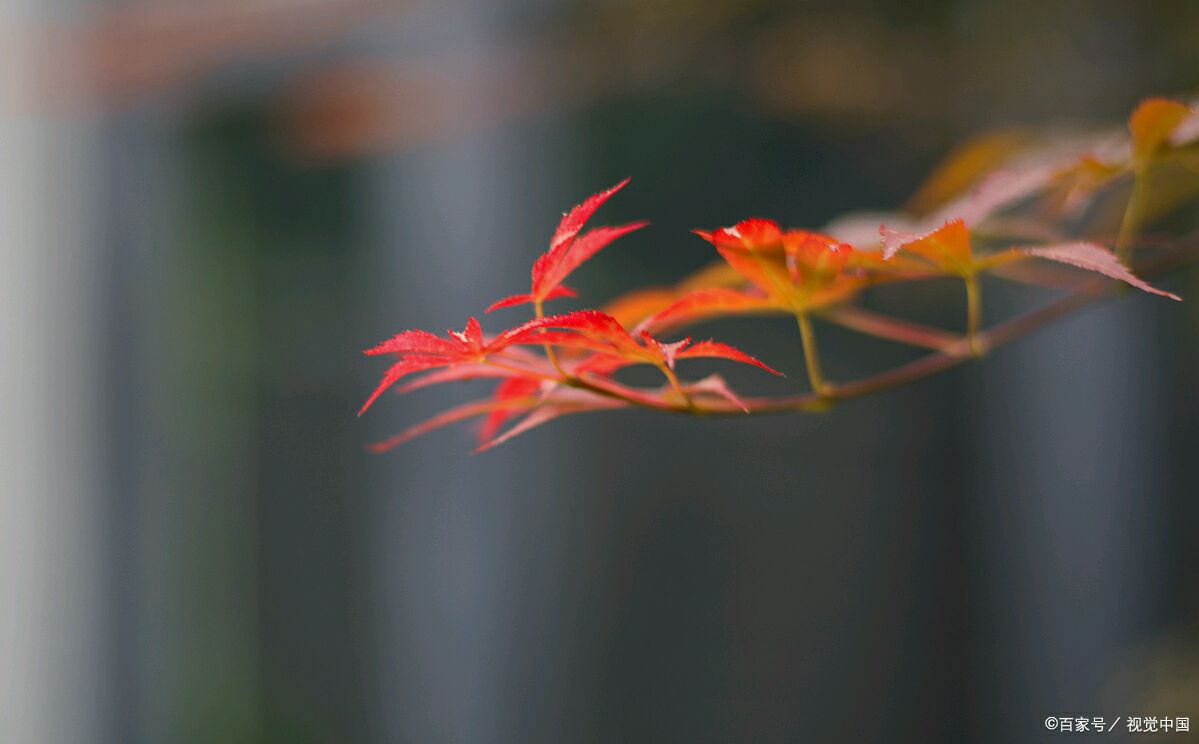 董卿,读书让女人更有魅力