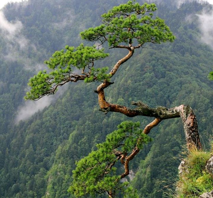 为报南山松桂色,结邻隐逸斗寒霜(七言律诗一首含联句).