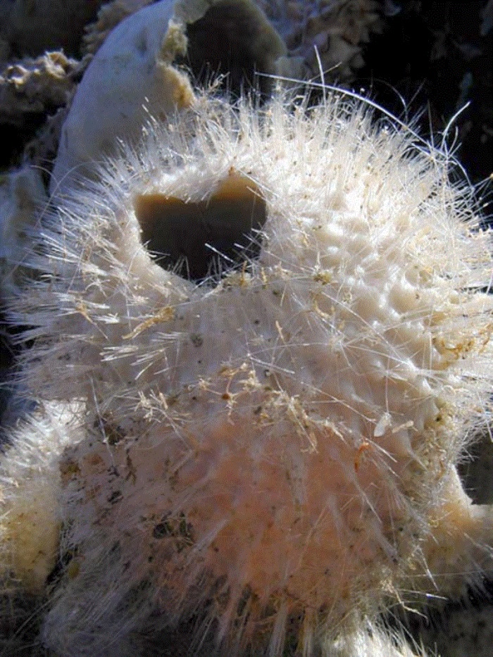 玻璃海绵纲知识科普,教你轻松识别玻璃海绵纲