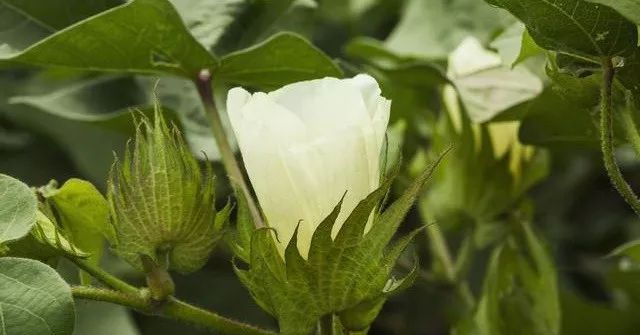 你知道棉花在什麼樣的環境下生長最好嗎