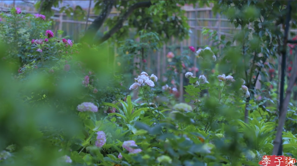 李子柒的小院,真美