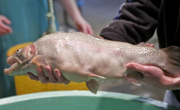 不光是陆地上走的,天上飞的长肌肉,就连这水里游得也长肌肉,这条鱼的