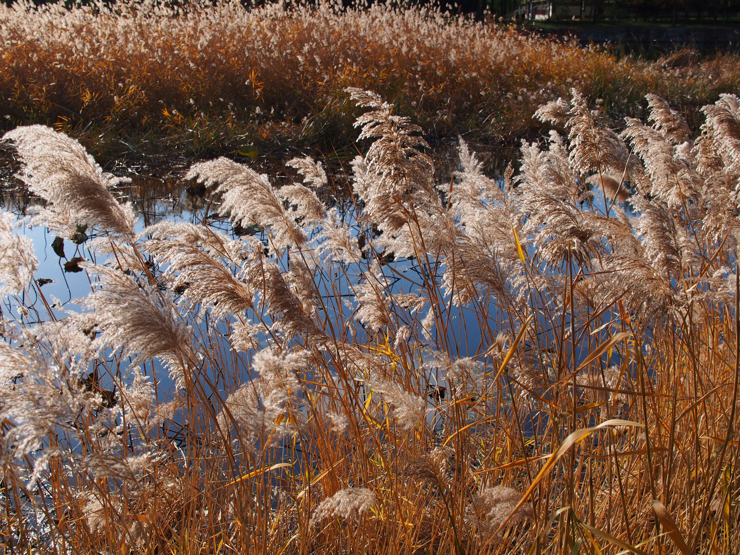 芦苇荡,情思漾,此情实是难忘