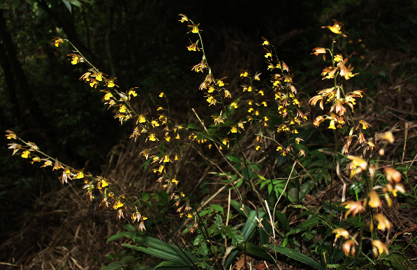 带唇兰喜湿润忌干燥,浇水需要遵循这一个原则,它就会长得更好