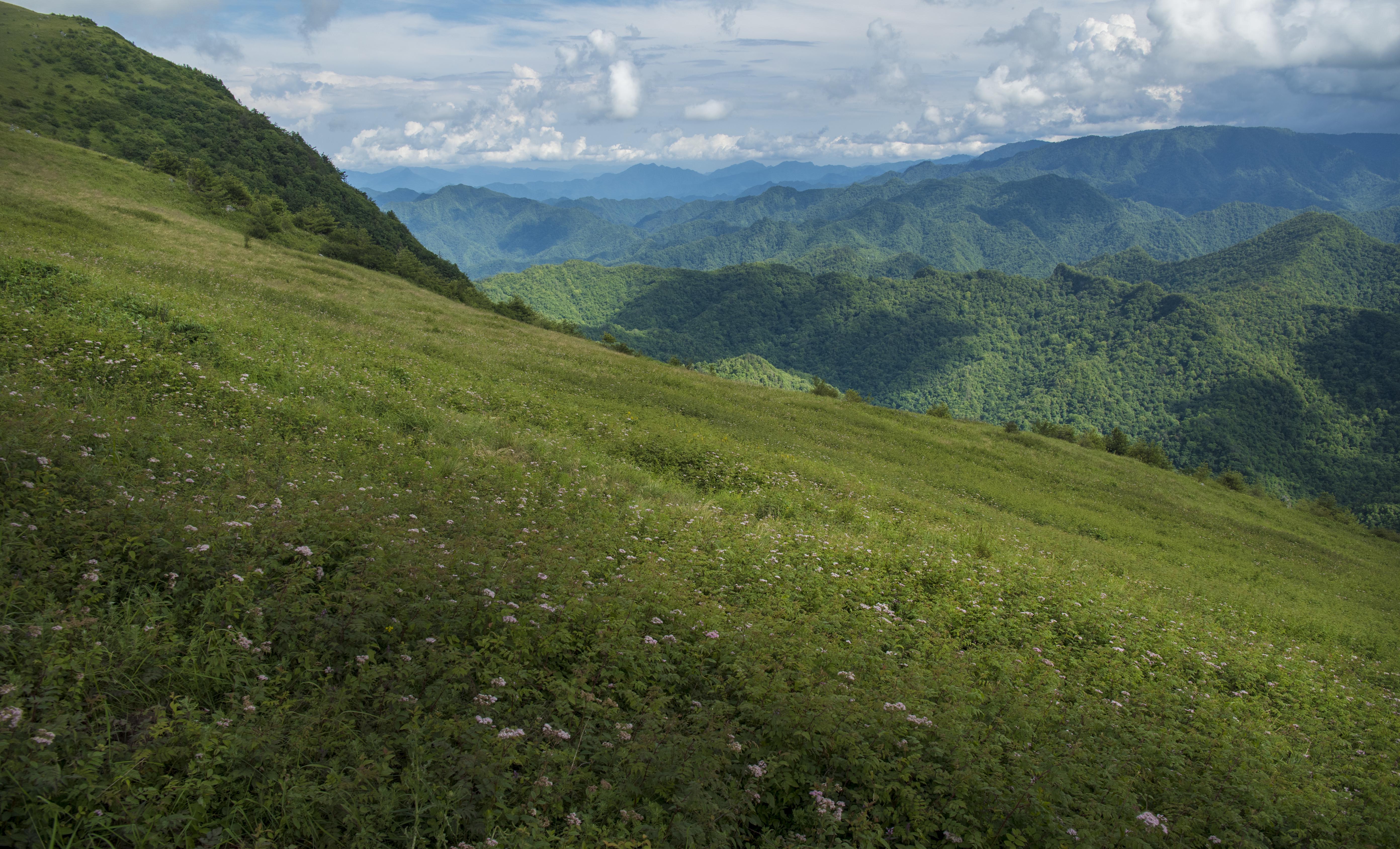 陕西紫柏山国家森林公园位于留坝县境内,因山上古树多紫柏而得名.