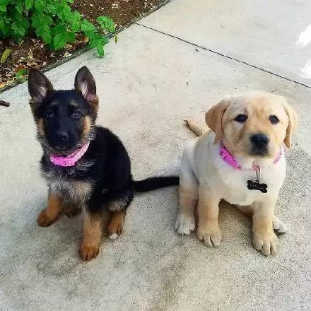 拉布拉多和德牧从小一起长大,这段姐妹情谊也是很让人羡慕了!