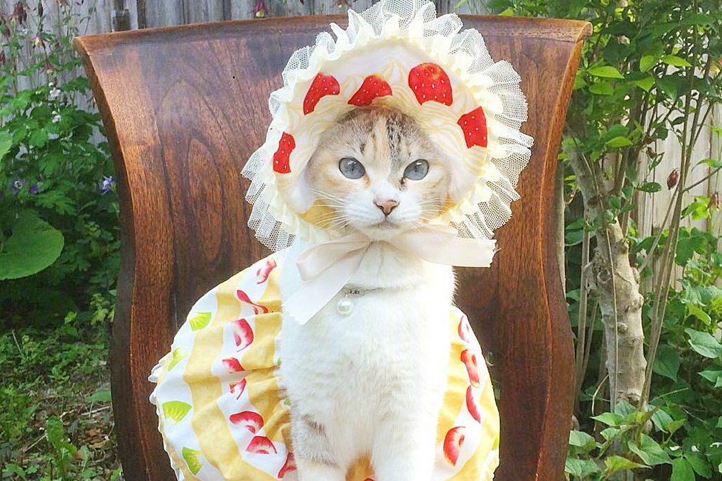 猫咪穿上洛丽塔会是什么样子?lo娘:比我还精致