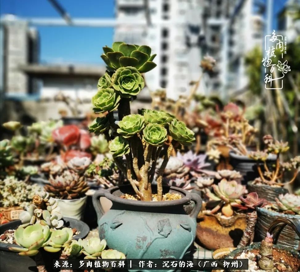 细数25种最省心最好养的多肉品种,露养家养随便养!