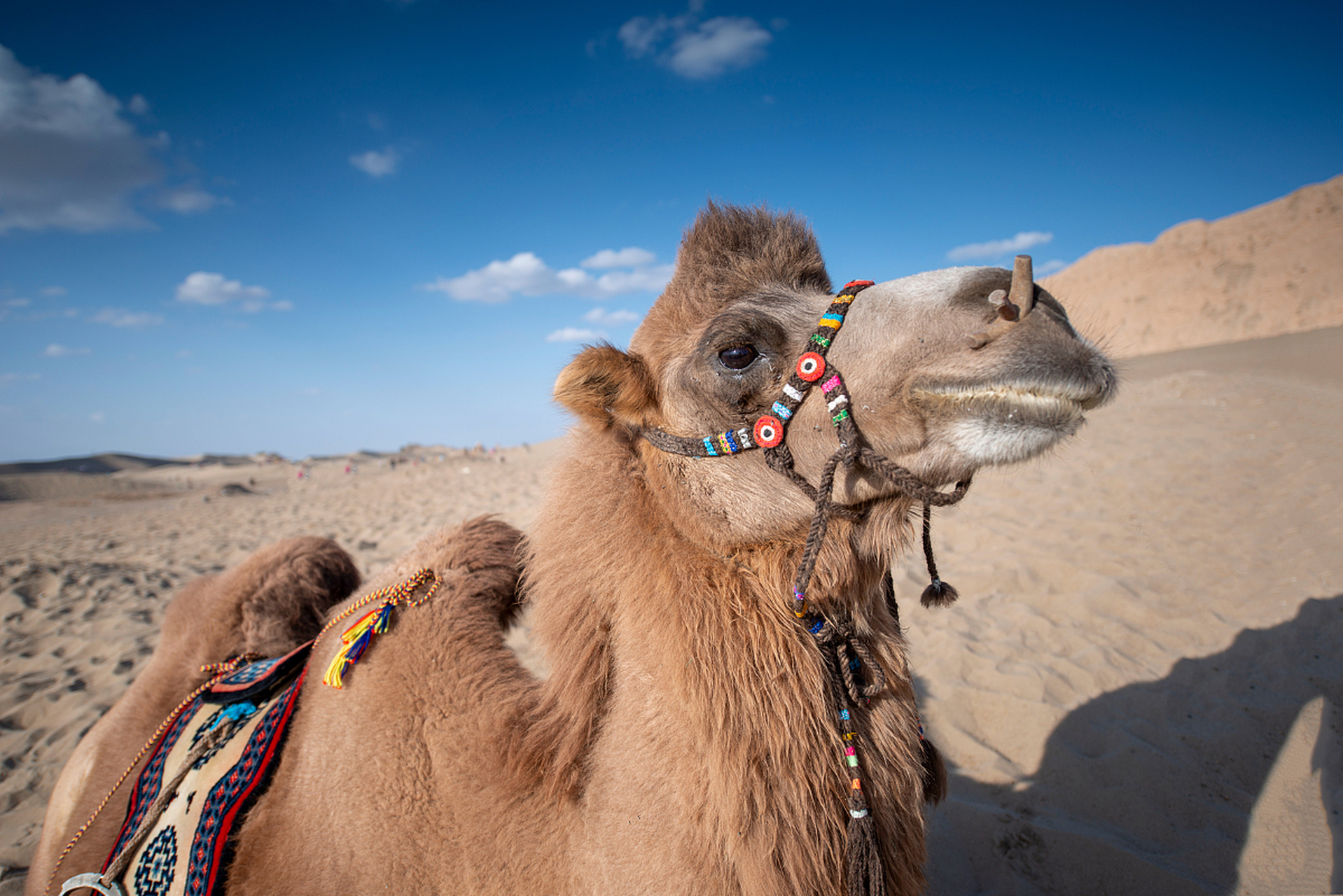 骆驼身体高大,头小颈长,背上有驼峰,蹄扁平,蹄底有肉质的垫,适于在