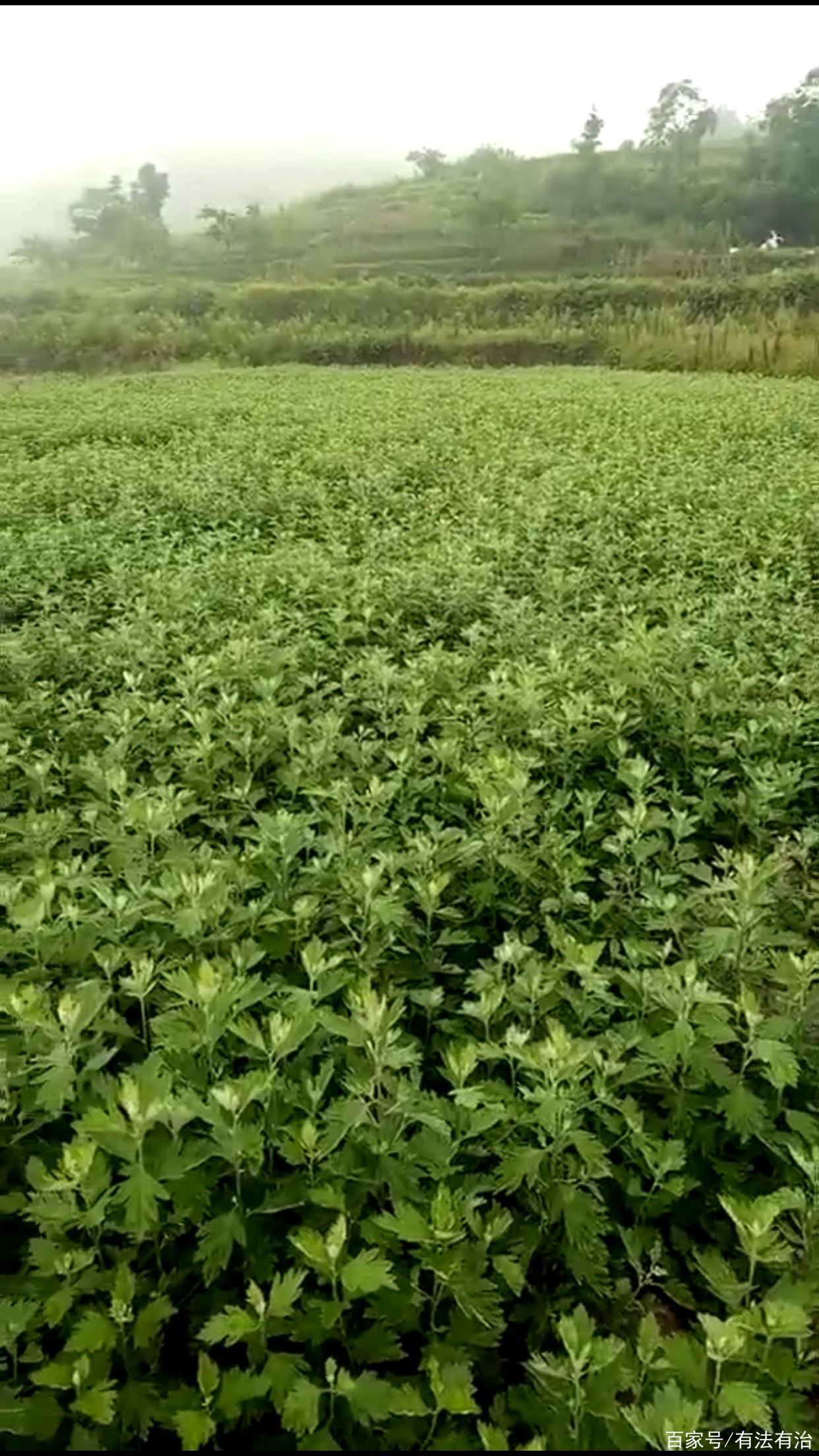 艾草種子艾草種植