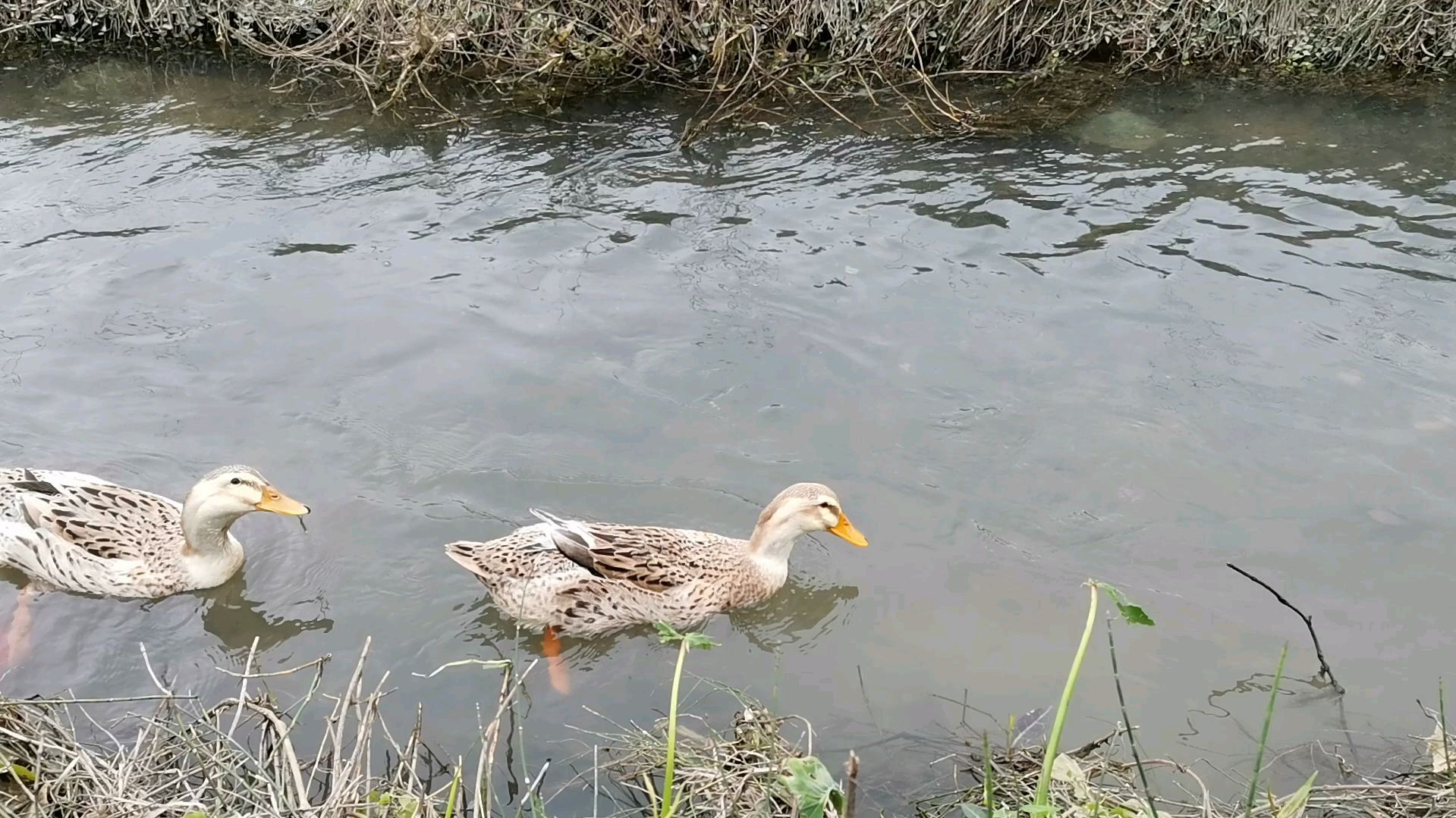 实拍.鸭子在水里是如何寻食的