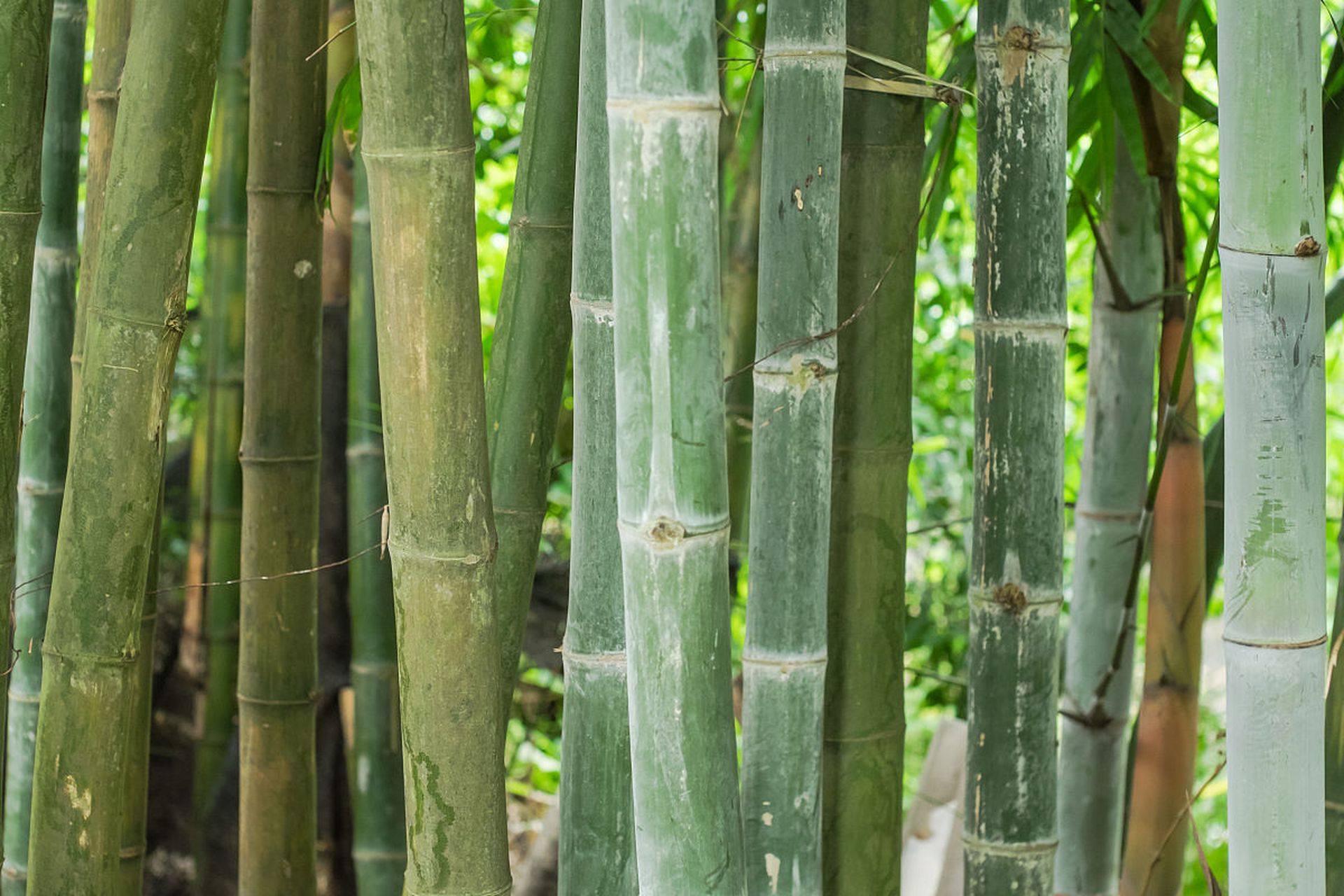 广宁地处粤西北部,绥江中游,属于南亚热带北缘,这里的环境气候非常