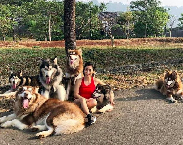 带着一群阿拉斯加犬上街是什么感受?小姐姐:我都练出肌肉了