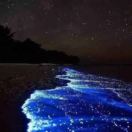发光的午夜大海,你一定要看看