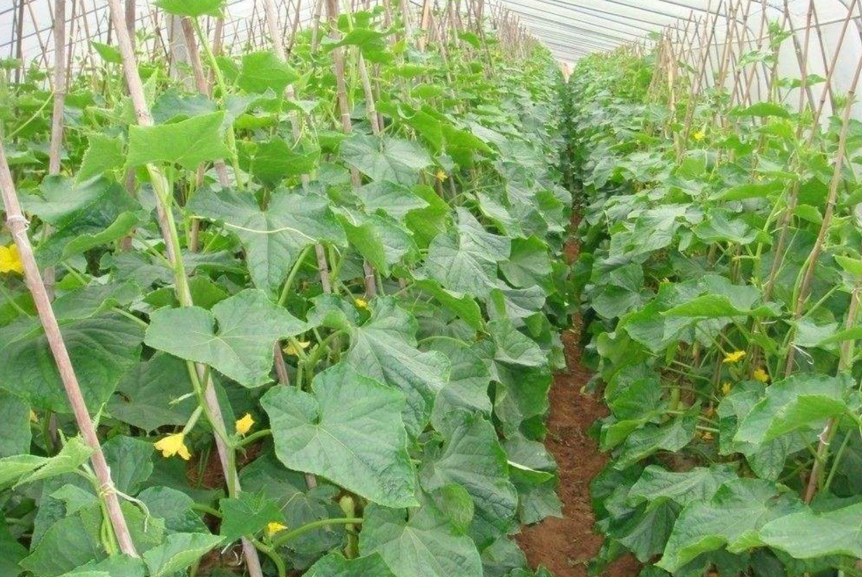 温室大棚黄瓜管理技术 - 2020年最新商品信息聚合专区 - 百度爱采购
