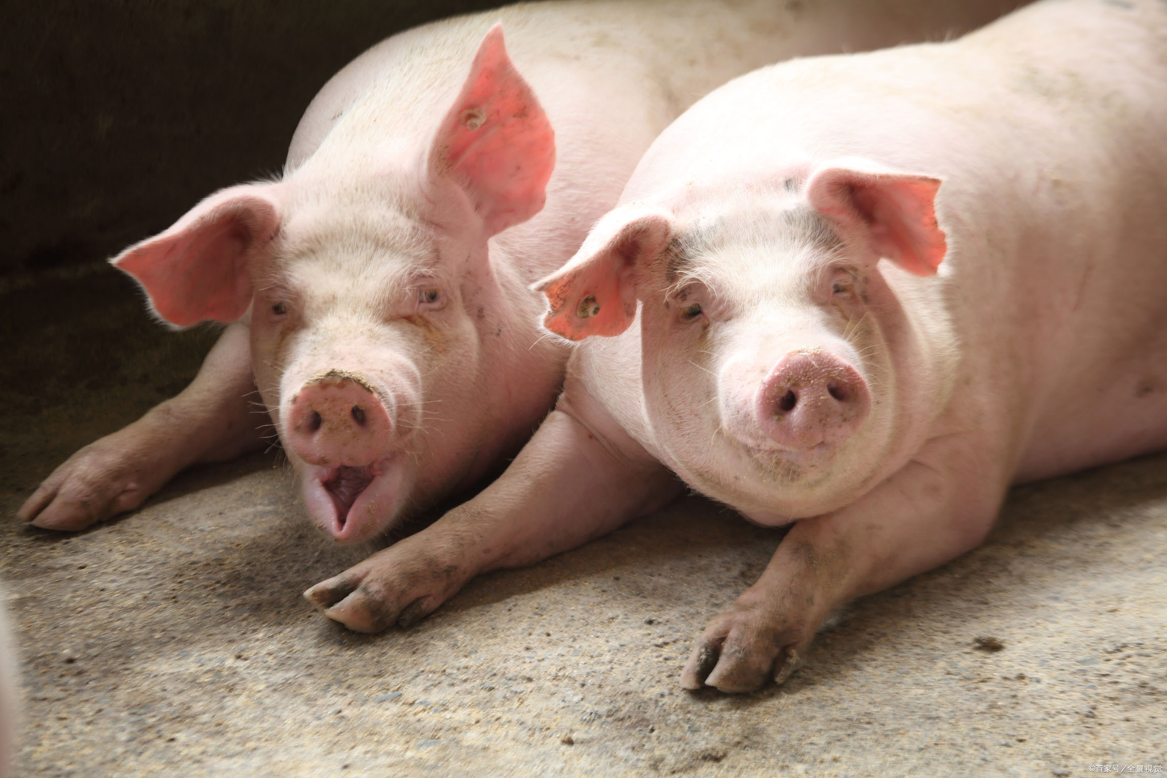 猪肉2019 - 优质问答专区