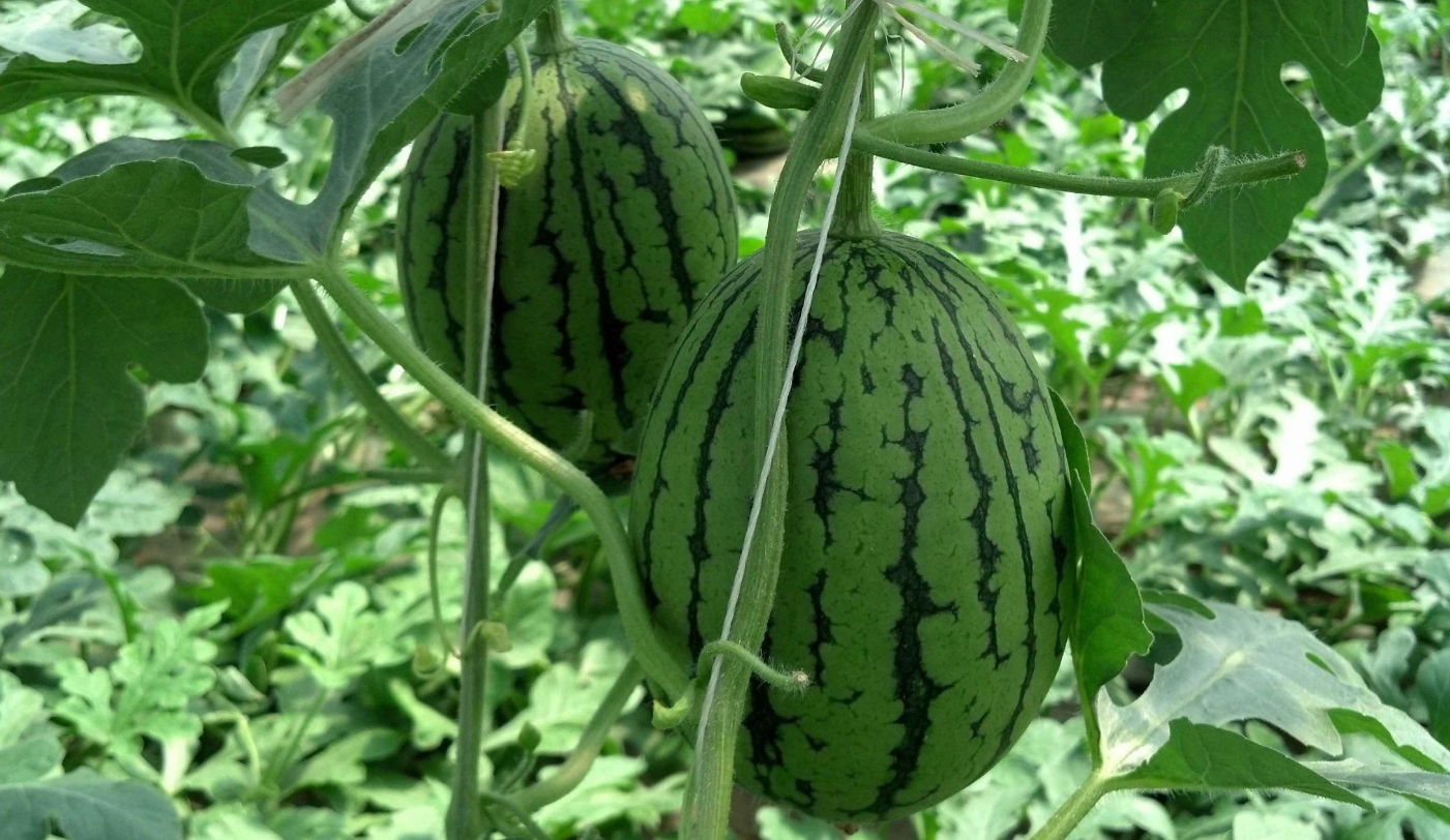 西瓜果实为什么会生长异常,了解形成的原因及预防措施
