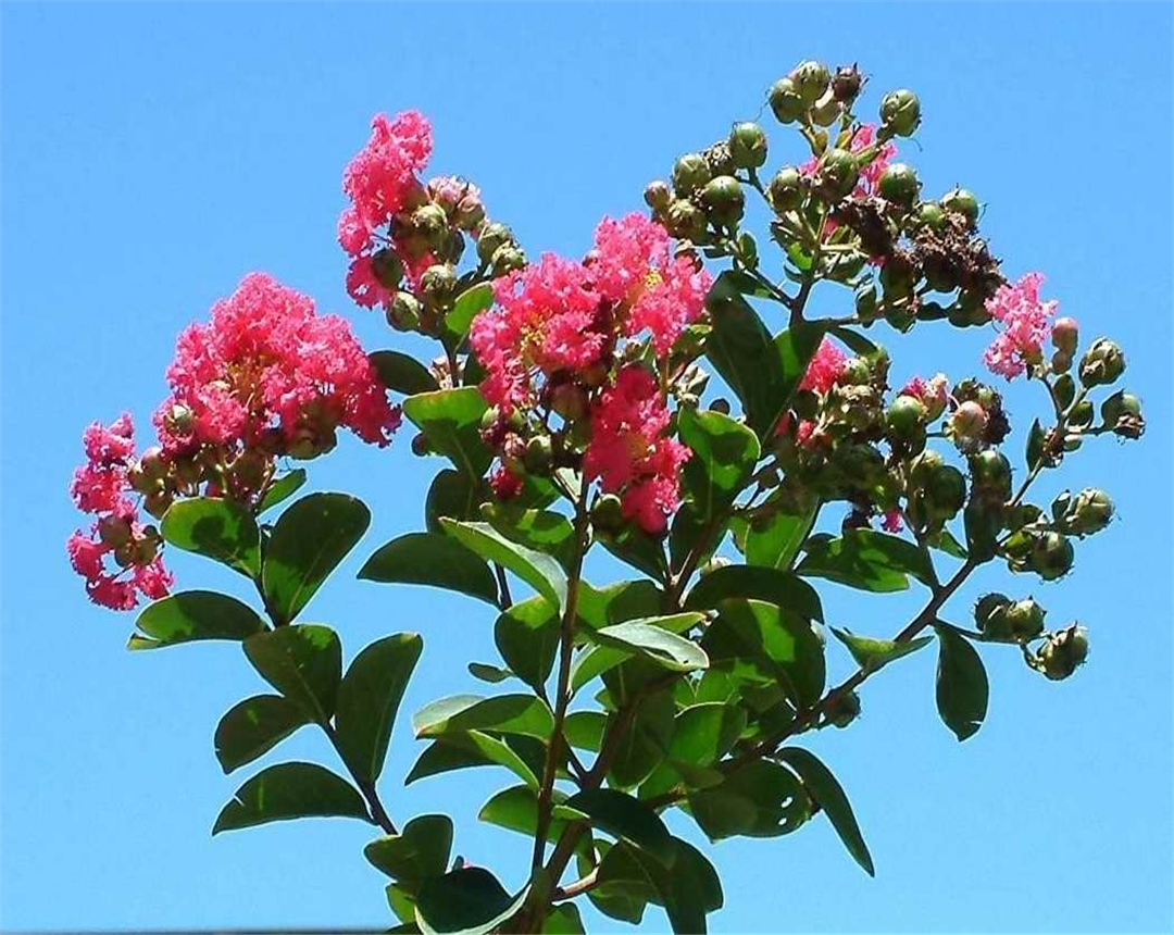 紫薇花养殖注意这几点,生长将不是难题,开花也旺盛!
