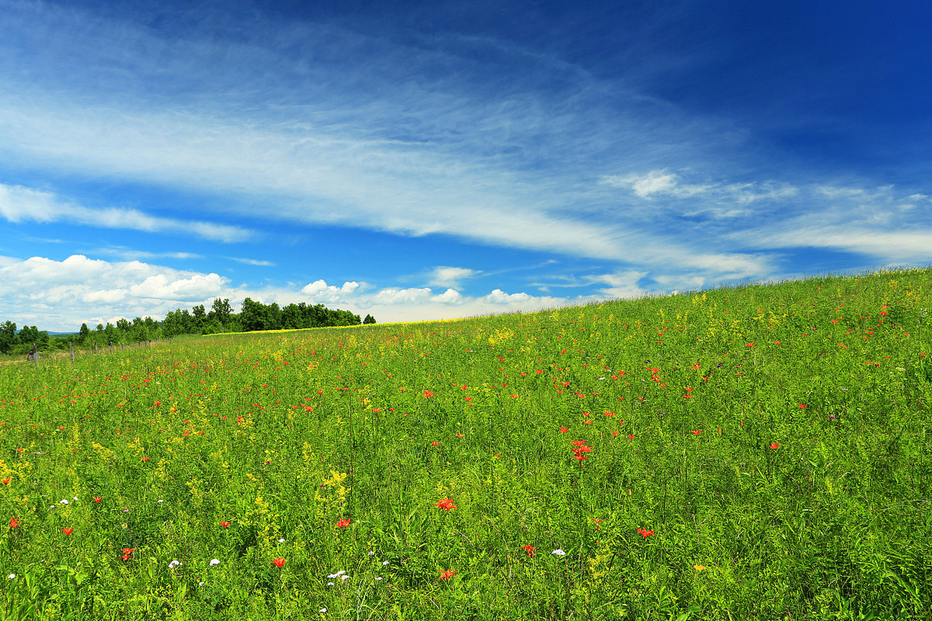 助我上热门# 内蒙古的夏天,一碧千里的草原风光,悠然自在的牛儿马儿