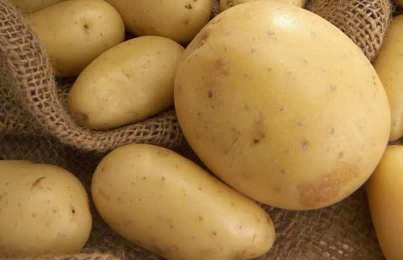 圆圆谈论农业:发芽的马铃薯为什么不能吃?