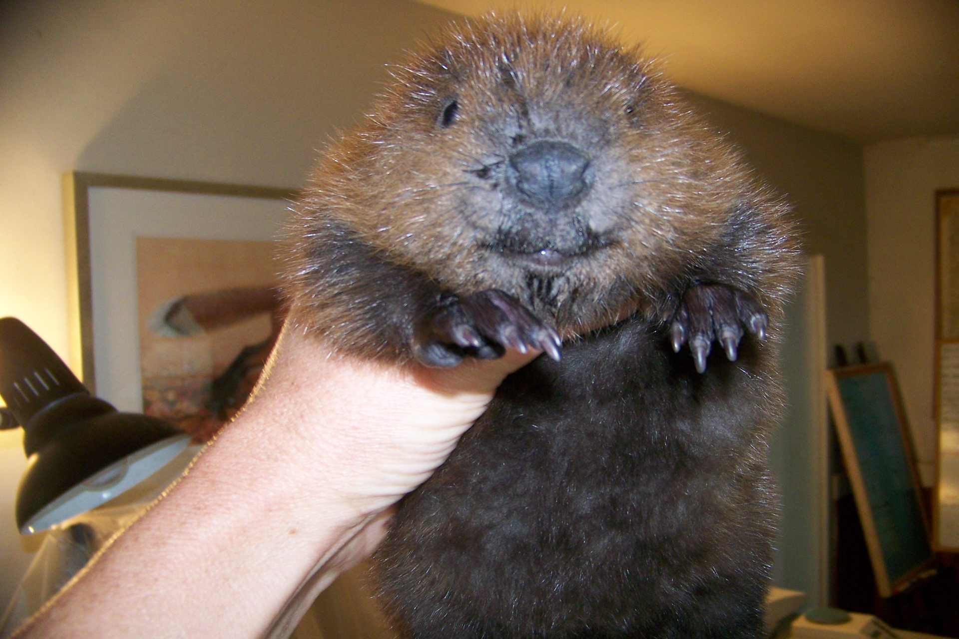 海狸香是世界上四大动物香料之一,很高的经济价值!