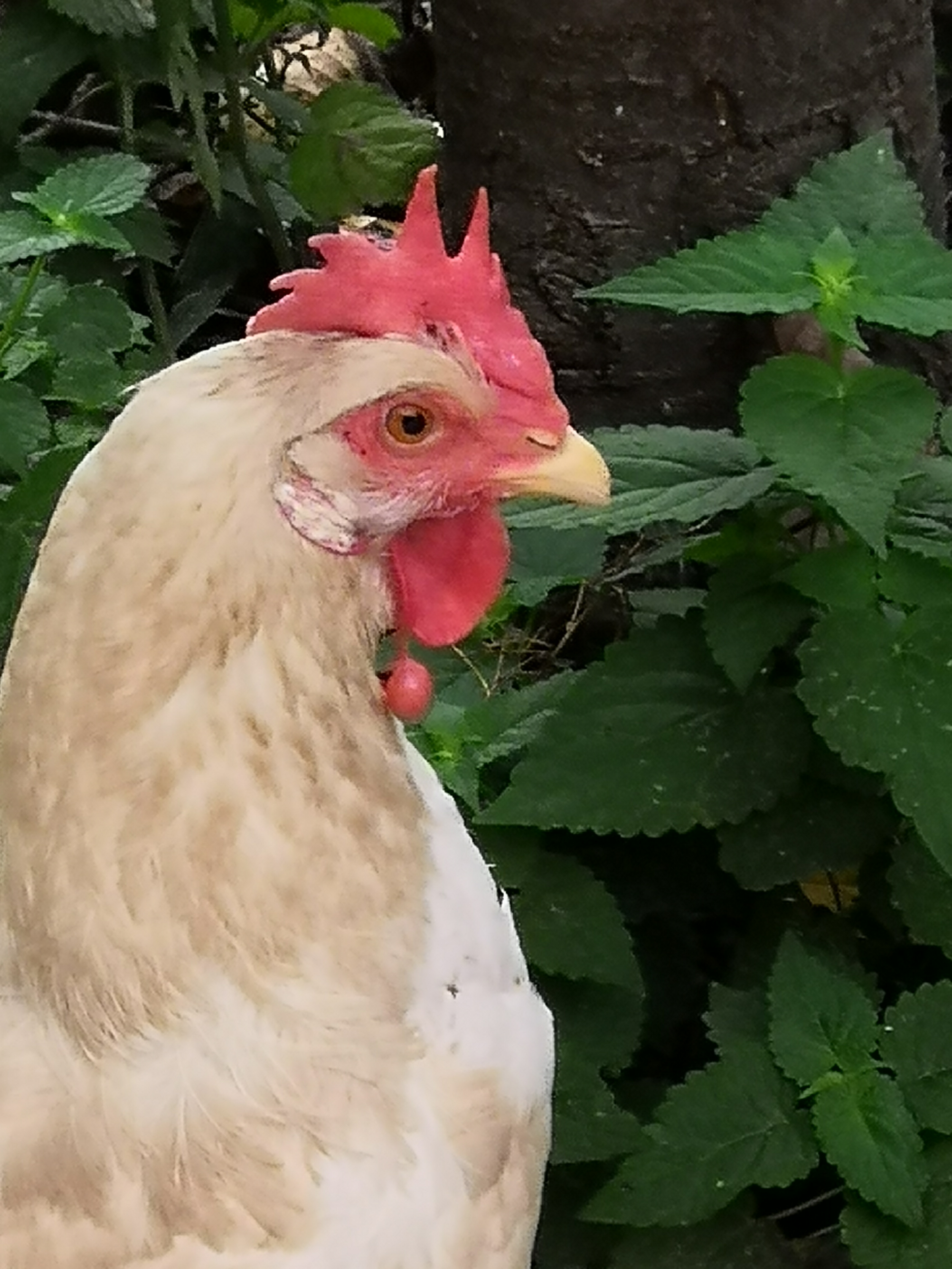 下巴挂着红宝石的大公鸡