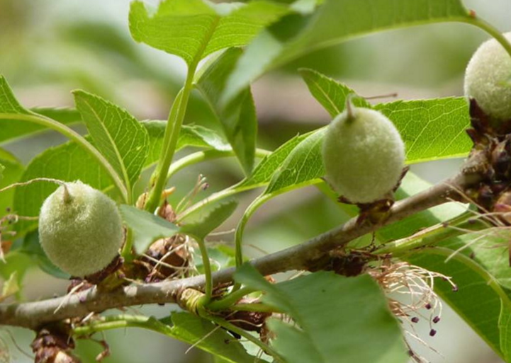 山桃- 优质问答专区