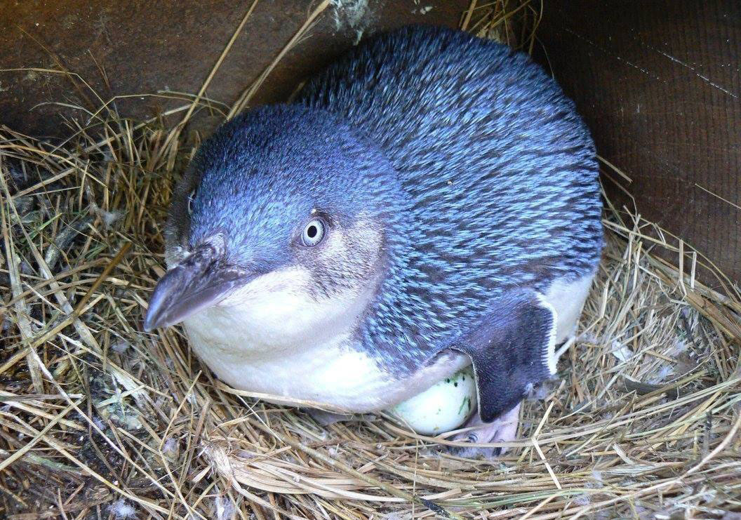 世界上最小的企鹅种,身高只有40厘米左右,羽毛还是蓝色的