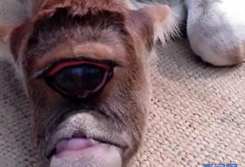 印度惊见独眼巨牛!村民供为神明膜拜