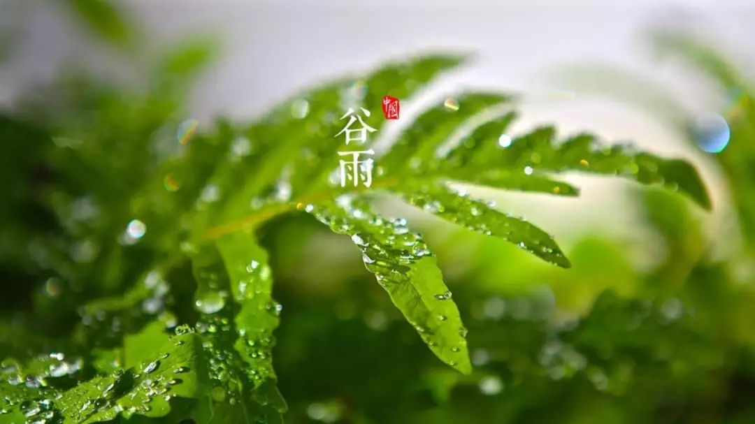 節氣| 穀雨的雨: