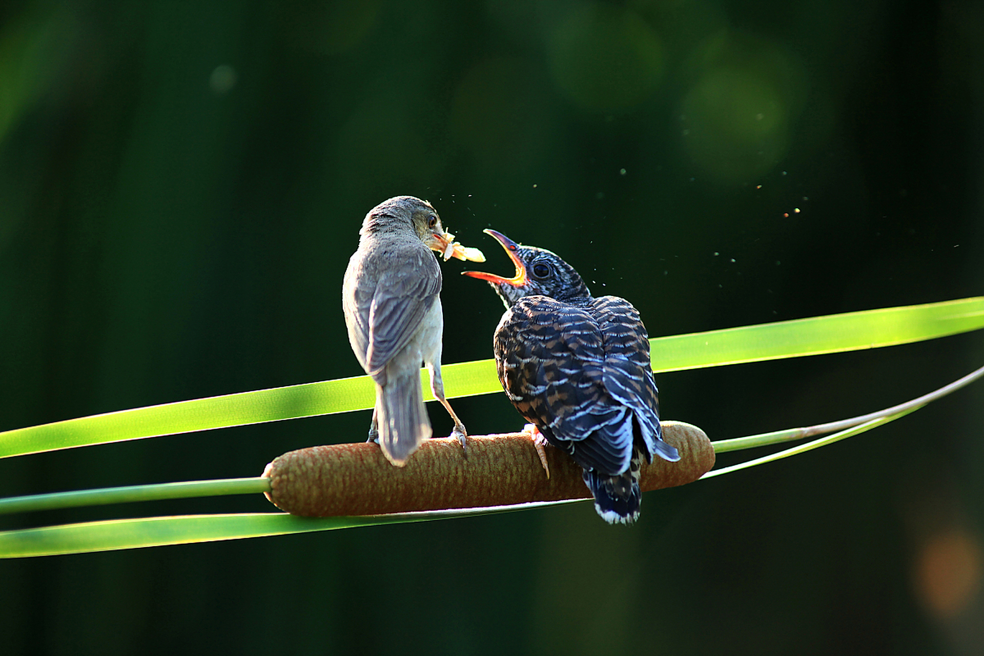 杜鹃鸟是杜鹃科鸟类的通称,主要是大杜鹃,三声杜鹃和四声杜鹃.