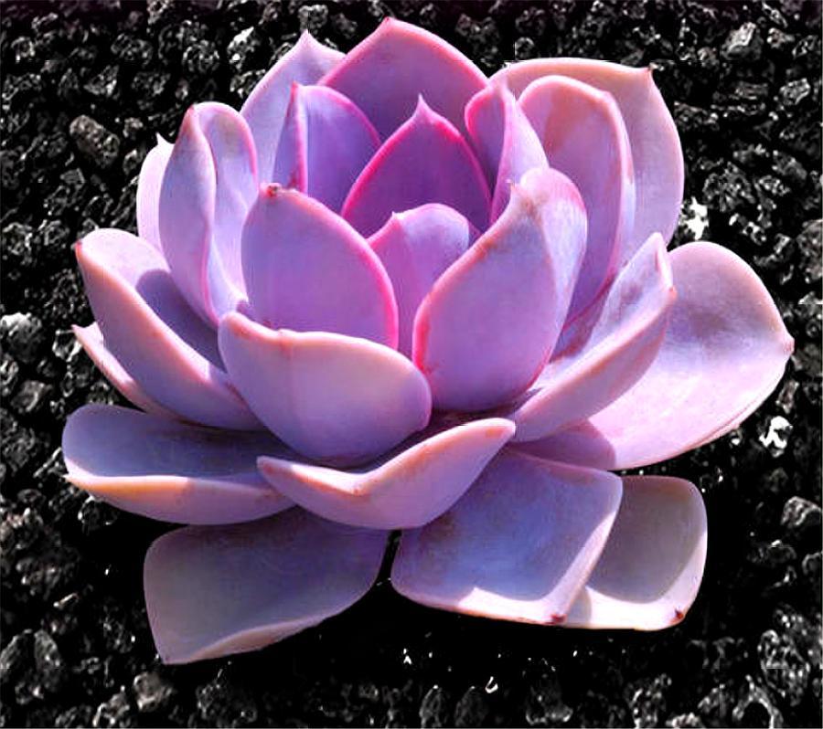 多肉紫珍珠老桩原来都是这么养出来的,只要"3招",时间缩短2倍