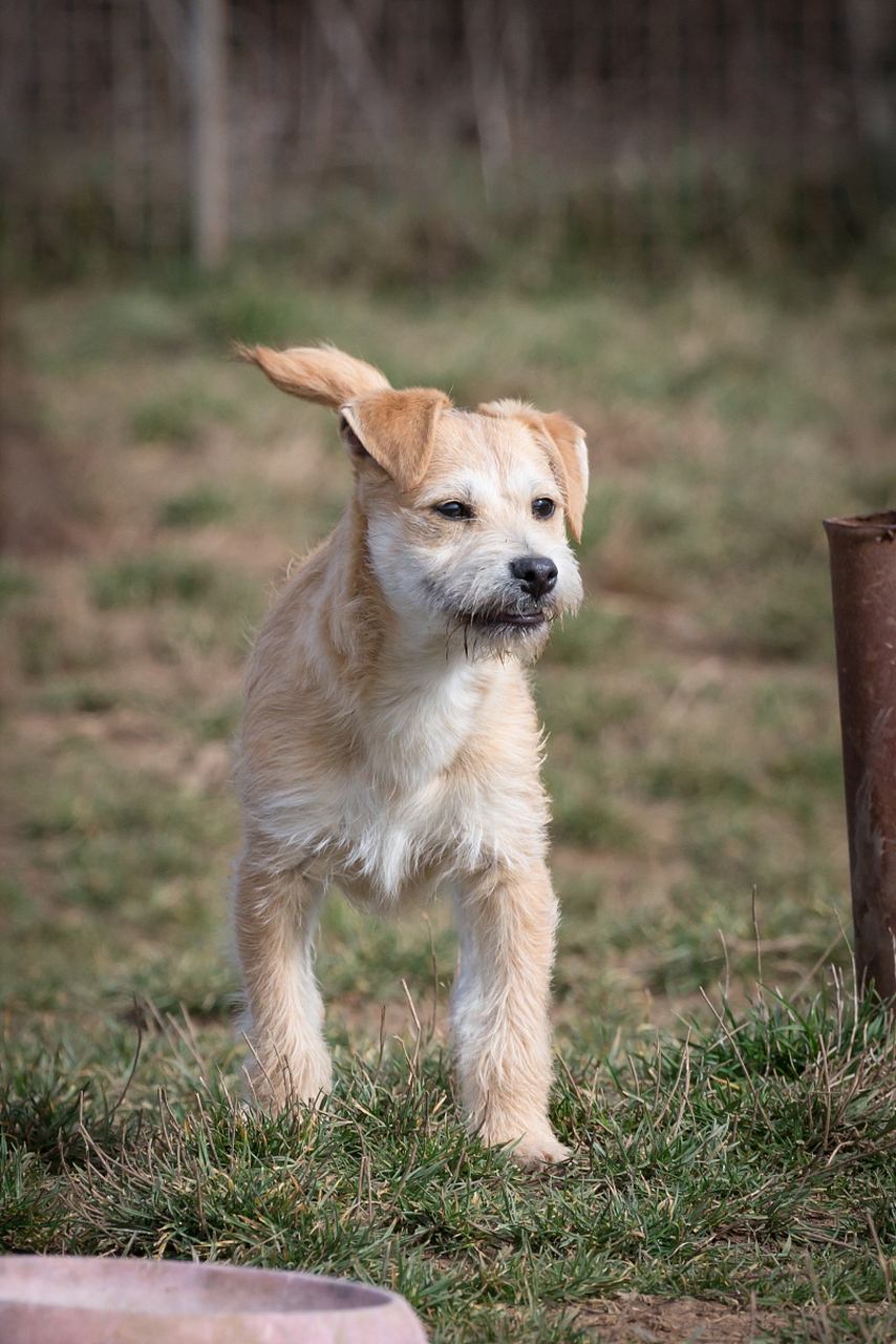 解决挑食要科学喂养,定时定量,选好食物,口腔健康要关注.