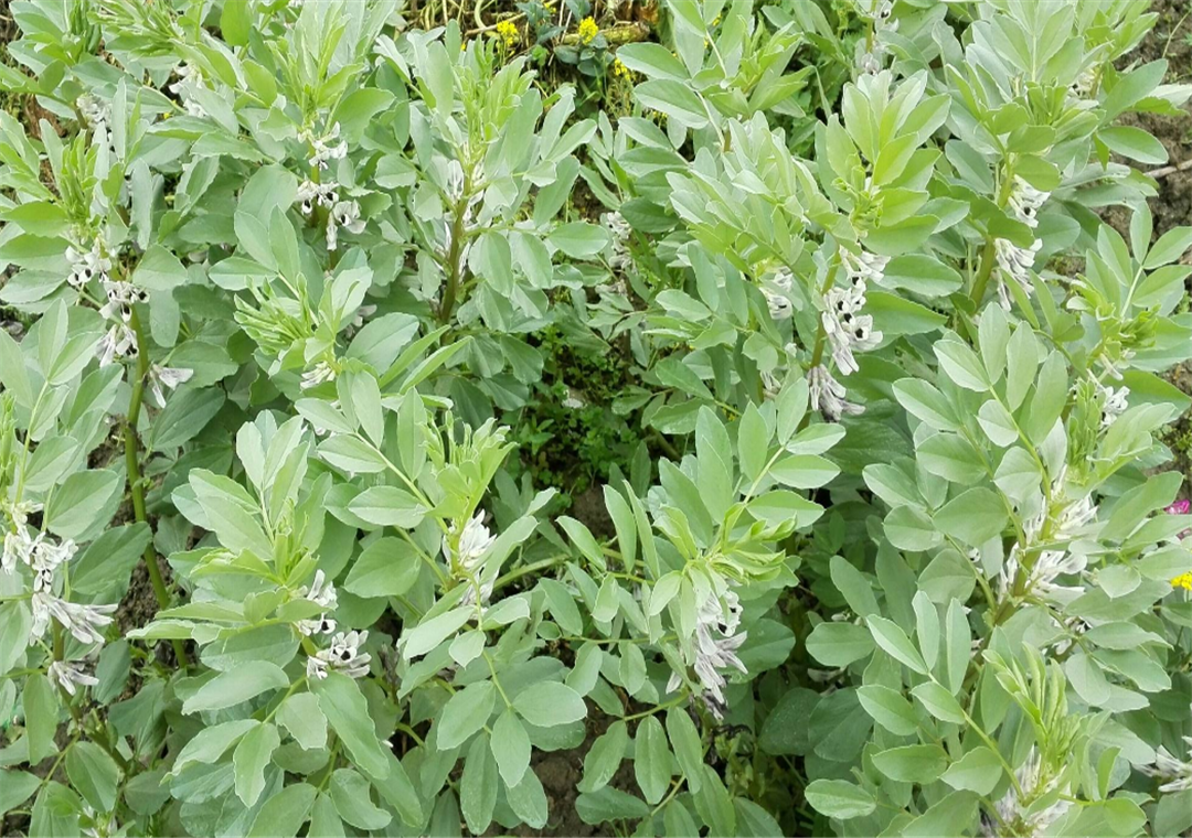 农业技巧天天看:蚕豆是怎么种植出来的?怎么施肥比较好?