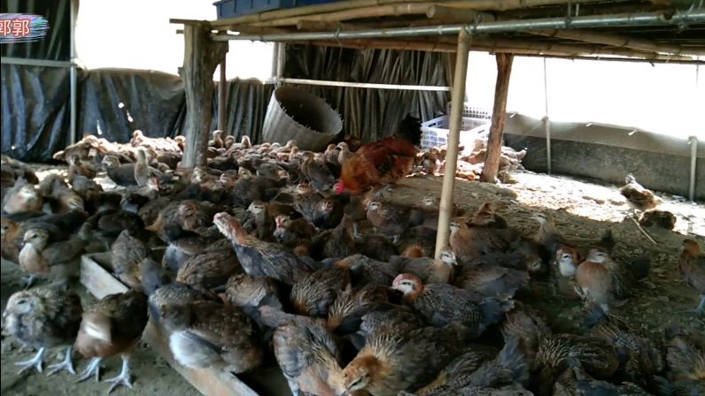 新进一批脱温苗,个比较小但价格却不便宜,亏了吗?