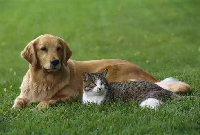 养宠物是年轻人的自我治愈