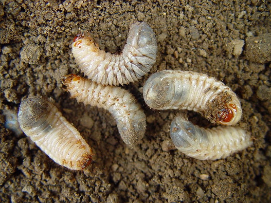 龟金花虫幼虫图片