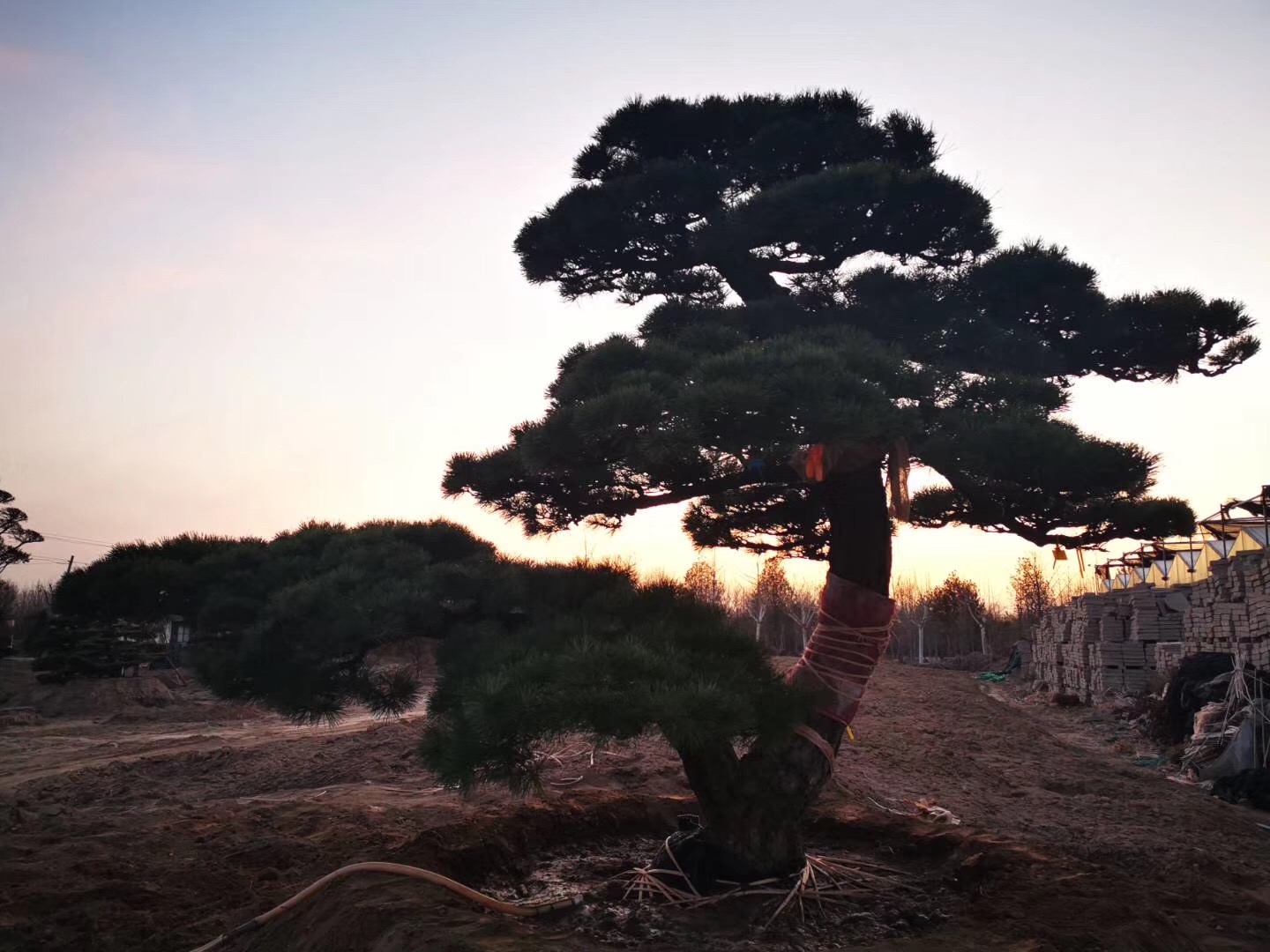 市场三期精品造型松景
